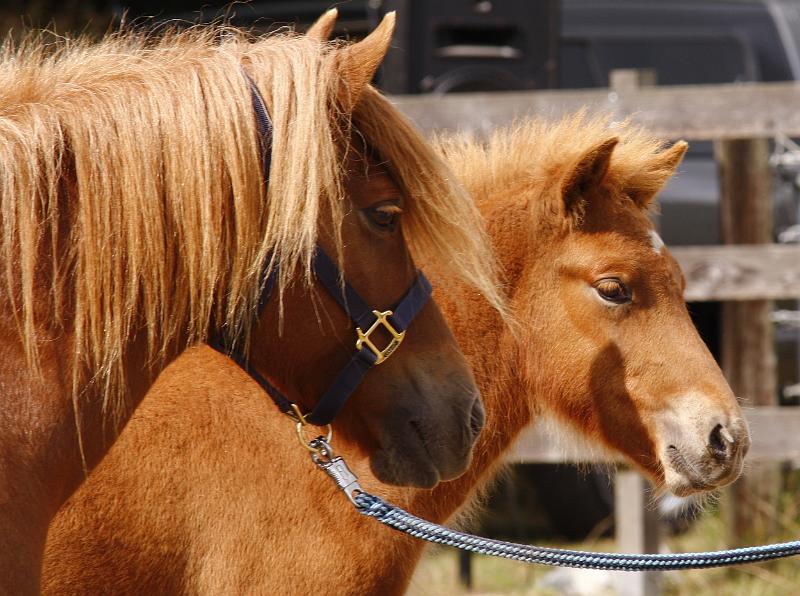 Rikadur von Heidmoor g.jpg